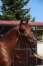 Semental Cheval de Selle Italien En venta 2023 Bayo por MYLORD CARTHAGO