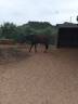 Caballo cruzado 