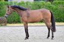Yegua KWPN Caballo de Deporte Neerland&eacute;s En venta 2023 Bayo por Sam R