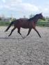 Caballo castrado Oldenburgu&eacute;s En venta 2023 Bayo