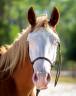 Potro Paint Horse En venta 2024 Overo