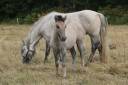 Potranca Highland En venta 2026 Tordo por BALMORAL MACGREGOR