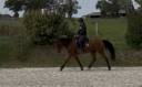 Caballo castrado Silla Franc&eacute;s En venta 2020 Bayo por CANTURANO