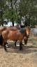 Caballo castrado New Forest En venta 2023 Bayo por ROB ROY DU GARON