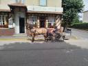 Caballo castrado Origen No Constatado En venta 2018 Bayo