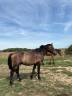 Caballo entero New Forest En venta 2024 Bayo por ROB ROY DU GARON