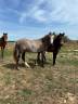 Caballo castrado New Forest En venta 2024 Alaz&aacute;n por ROB ROY DU GARON