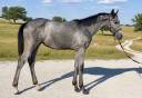 Caballo entero Silla Franc&eacute;s En venta 2026 Tordo
