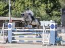 Caballo castrado Silla Franc&eacute;s En venta 2019 Tordo