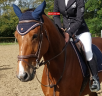 Yegua Silla Franc&eacute;s En venta 2019 Bayo por URANO DE CARTIGNY