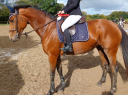 Yegua Silla Franc&eacute;s En venta 2019 Bayo por URANO DE CARTIGNY