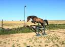 Caballo castrado Zangersheide En venta 2018 Bayo