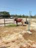 Se vende pony welsh montain 