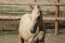 Potro Zangersheide En venta 2026 Palomino por Silverlinnings St georges
