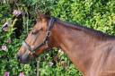 Yegua Silla Franc&eacute;s En venta 2016 Bayo por READY BOY DES FORETS