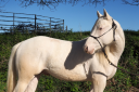 Potro Quarter Horse En venta 2024 Crema
