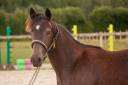 Caballo castrado New Forest En venta 2025 Isabelo por L'ancelot du m&eacute;nage