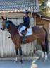Yegua BWP Caballo de Sangre Belga En venta 2016 Bayo por Kadans van de Mispelaere