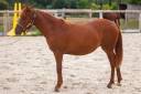 Yegua New Forest En venta 2025 Alaz&aacute;n por L'ancelot du m&eacute;nage