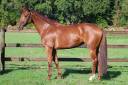 Yegua Silla Franc&eacute;s En venta 2019 Alaz&aacute;n por CAP KENNEDY