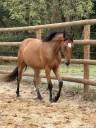 Caballo castrado Caballo de Silla En venta 2023 Bayo
