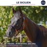 Caballo castrado Pura Sangre En venta 2019 Bayo