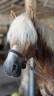 Caballo castrado Haflinger En venta 2019 Pelo de vaca