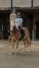 Caballo castrado Haflinger En venta 2019 Pelo de vaca