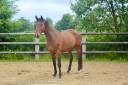 Caballo castrado BWP Caballo de Sangre Belga En venta 2022 Bayo por Tangelo vd zuuthoeve