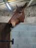 Caballo castrado Trot&oacute;n Franc&eacute;s En venta 2016 Bayo por VOYAGE DE REVE