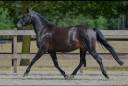 Yegua New Forest En venta 2021 Negro por Riddersholm Salem
