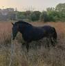 **Potra PRE NEGRA en venta**