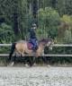 Yegua Poni de Silla Belga En venta 2015 Isabelo