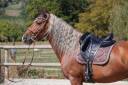 Semental PRE Pura Raza Espa&ntilde;ola En venta 2017 Palomino