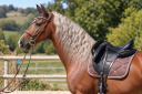Semental PRE Pura Raza Espa&ntilde;ola En venta 2017 Palomino