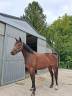 Yegua sBs Caballo de Deporte Belga En venta 2023 Bayo por Eldorado Van de Zeshoeck