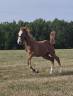 Yegua sBs Caballo de Deporte Belga En venta 2026 Alaz&aacute;n por CANDY DE NANTUEL