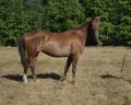 Yegua Silla Franc&eacute;s En venta 2021 Alaz&aacute;n por MYLORD CARTHAGO