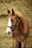 Caballo castrado Silla Franc&eacute;s En venta 2022 Alaz&aacute;n