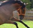 Caballo castrado PRE Pura Raza Espa&ntilde;ola En venta 2024 Bayo por Botero LH