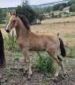 Potranca Lusitano En venta 2026 Isabelo