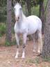 Yegua Lusitano En venta 2020 Blanco