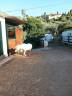 AMERICAN MINIATURE HORSES &ndash; CONDICIONES ESPECIALES