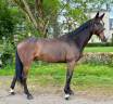 Caballo castrado Silla Franc&eacute;s En venta 2016 Bayo moreno por Labrador de Brekka