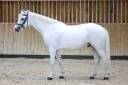 Caballo castrado Connemara En venta 2017 Blanco por Glencarrig Knight