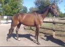 Caballo castrado Pura Sangre En venta 2023 Bayo
