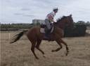 Caballo castrado Pura Sangre En venta 2022 Alaz&aacute;n