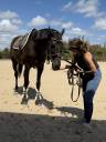 Caballo castrado AQPS En venta 2013 Alaz&aacute;n tostado