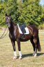 Yegua KWPN Caballo de Deporte Neerland&eacute;s En venta 2015 Negro