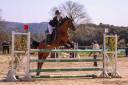 Yegua PFS Poni Fran&ccedil;&eacute;s de Silla En venta 2013 Bayo por SCENDIX